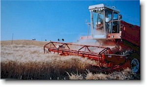 Mietitrebbia al lavoro su un campo di Gano Duro